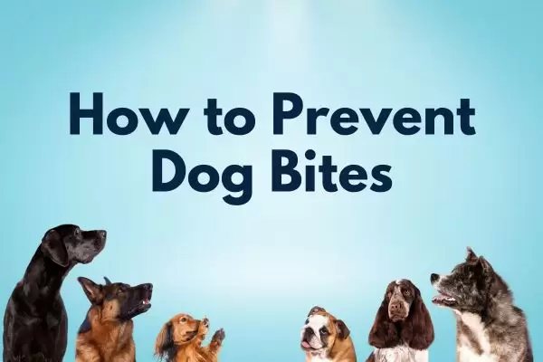 Dog Bite Laws: Essential Information For Owners And Victims - Billionfire