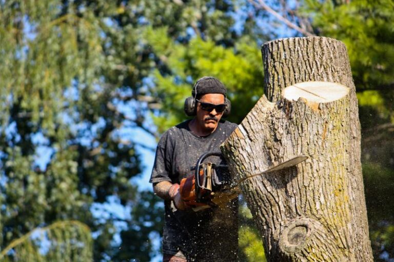 Top Services Provided by Professional Arborists in Dallas