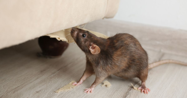 Mice Eradication Professionals: Effective Strategies for a Rodent-Free Environment