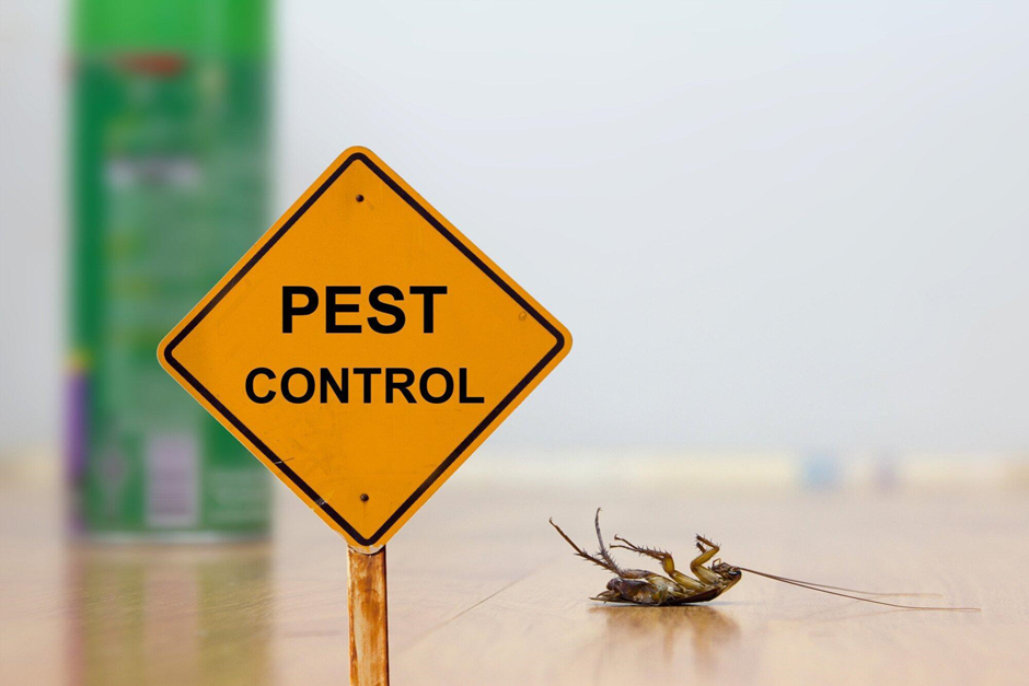 DIY vs. Professional Pest Control: When to Call the Experts