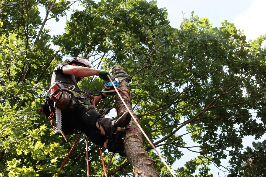 How Do Expert Arborists in Springfield Promote Long-Term Tree Health