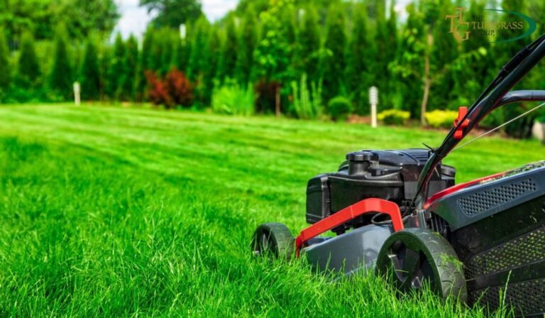 Simple Steps to Achieve a Thriving Lawn Without the Fuss