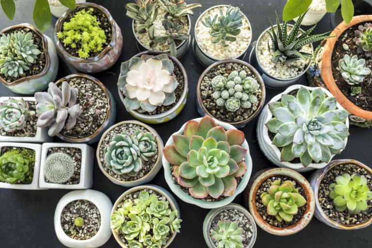 Can the Right Vessel Help Your Succulents Thrive—Not Just Survive?