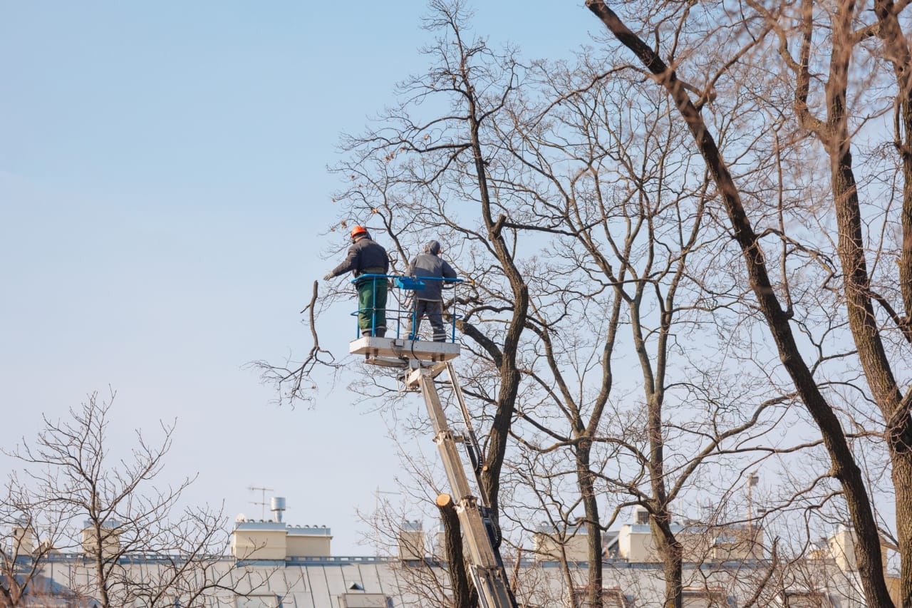 The Benefits of Working with an Arborist