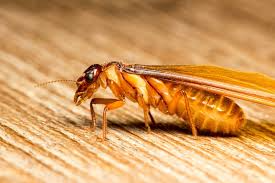 Found Termites in Your Windham Shores Home? Here’s What You Need to Do Immediately