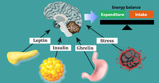The Role of Hormones in Weight Management and Appetite Regulation